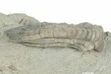 Fossil Crinoid (Scytalocrinus) - Crawfordsville, Indiana #198744-2